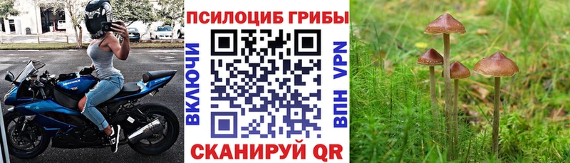 Купить закладки  Лосино-Петровский  Псилоцибиновые грибы мицелий 